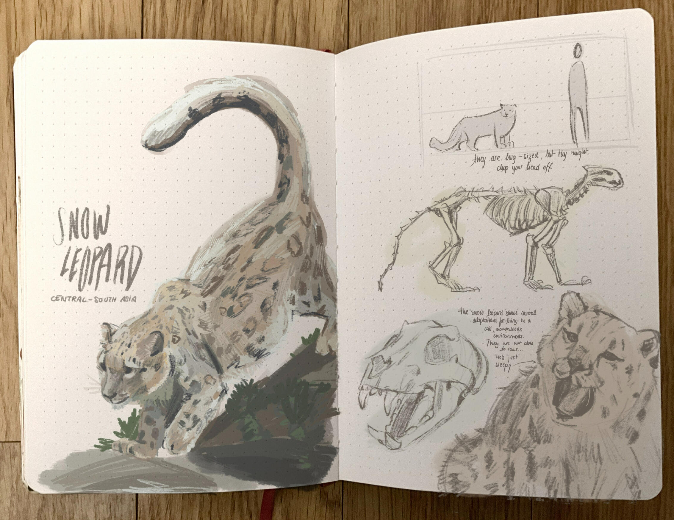 Snow Leopard Study 2024