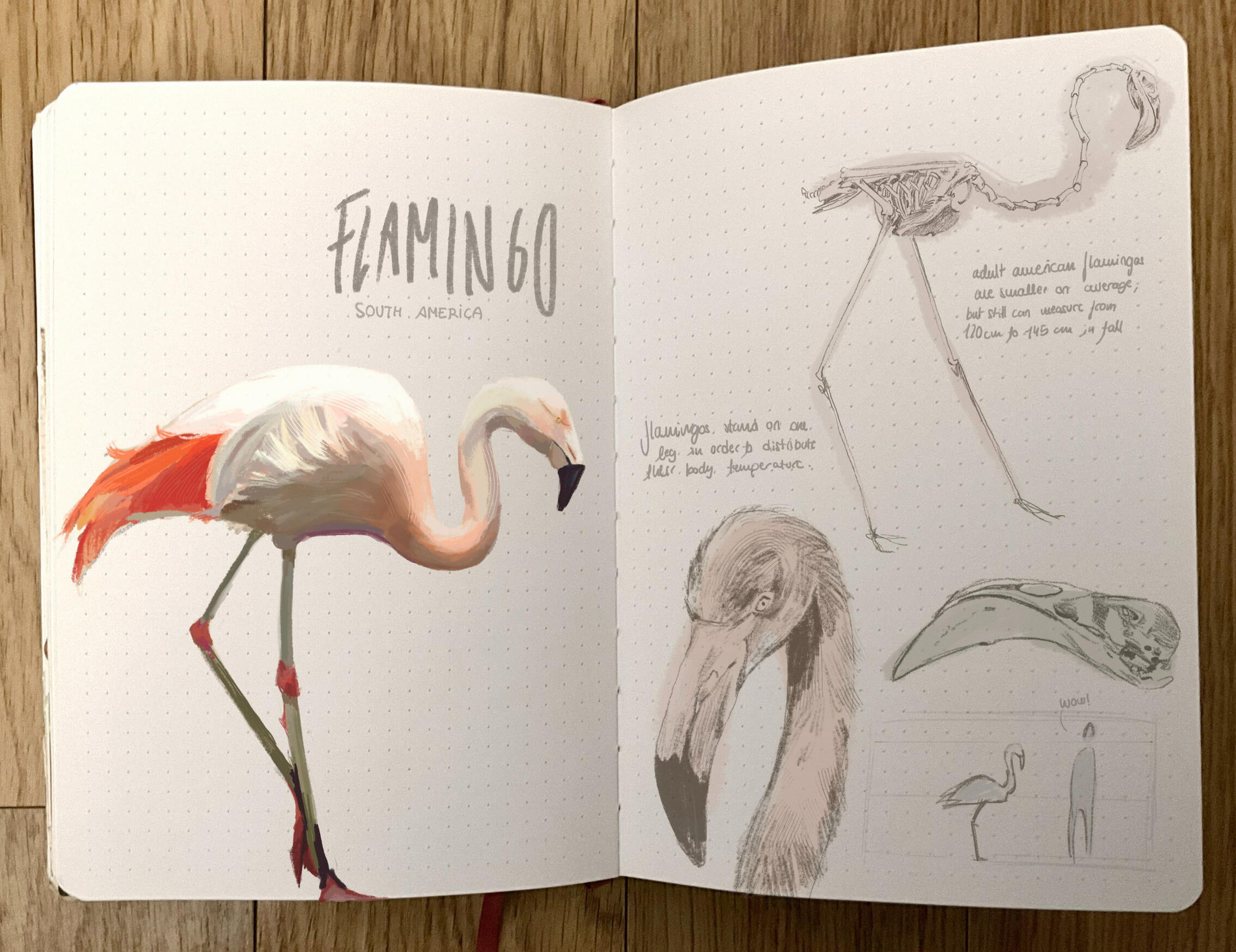 Flamingo Study 2024